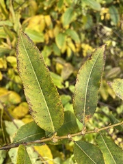 Salix triandra