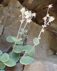 Crassula nemorosa