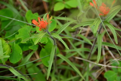Castilleja hispida