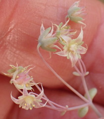 Crassula nemorosa