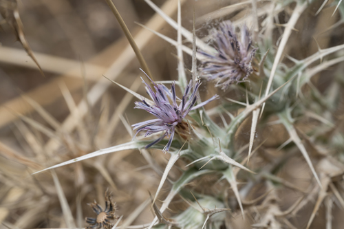 Red Toothed Star-thistle (Carthamus dentatus)