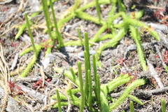 Lycopodiella
