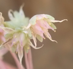 Crassula nemorosa