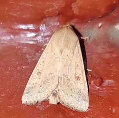 Helicoverpa armigera