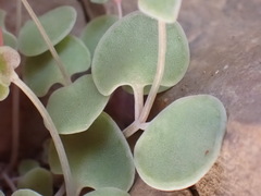 Crassula nemorosa