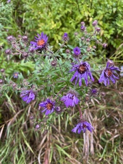 Symphyotrichum novae-angliae