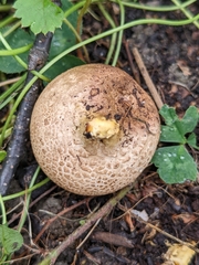Rhizopogon villosulus