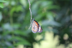 Danaus genutia