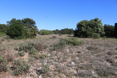 Sternbergia colchiciflora