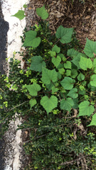Ampelopsis