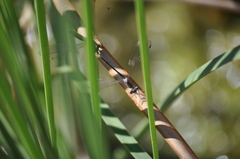 Lestes virens