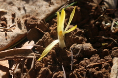 Sternbergia colchiciflora
