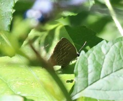 Satyrium liparops