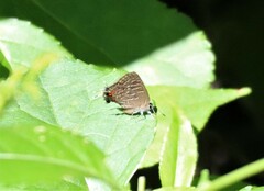 Satyrium liparops