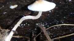 Mycena tenerrima