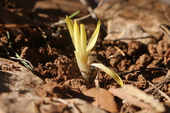 Sternbergia colchiciflora