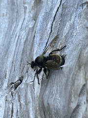 Laphria fernaldi