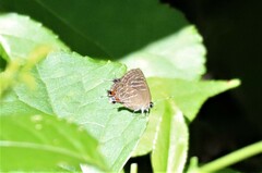 Satyrium liparops