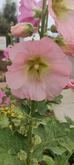 Alcea rosea