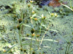 Bidens discoidea