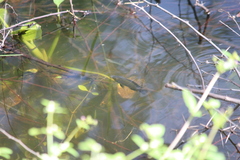 Oreochromis