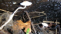 Mycena tenerrima