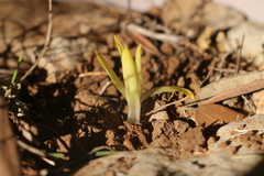 Sternbergia colchiciflora