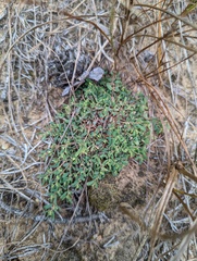 Euphorbia glyptosperma