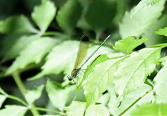 Calopteryx dimidiata