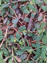 Euphorbia glyptosperma