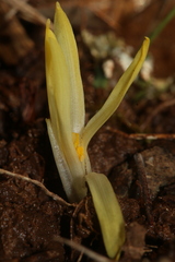 Sternbergia colchiciflora