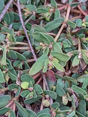 Euphorbia glyptosperma