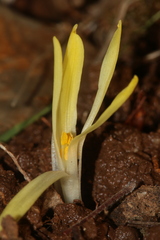 Sternbergia colchiciflora