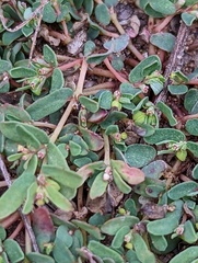 Euphorbia glyptosperma