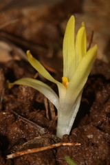 Sternbergia colchiciflora