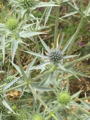 Eryngium campestre