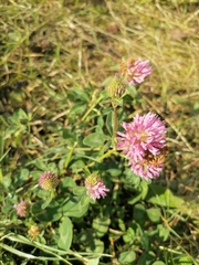 Trifolium pratense