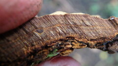 Fuscoporia gilva