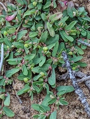 Euphorbia glyptosperma