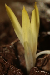 Sternbergia colchiciflora
