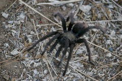 Aphonopelma steindachneri
