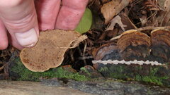 Fuscoporia gilva