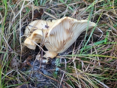 Lactarius zonarius