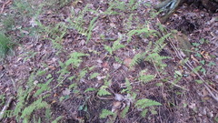 Cystopteris bulbifera