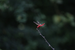 Urothemis signata