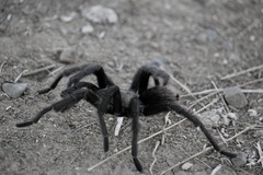 Aphonopelma steindachneri