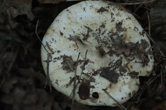 Russula delica