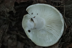 Russula delica
