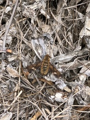 Poecilanthrax arethusa