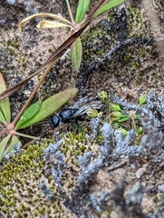 Tiphiinae